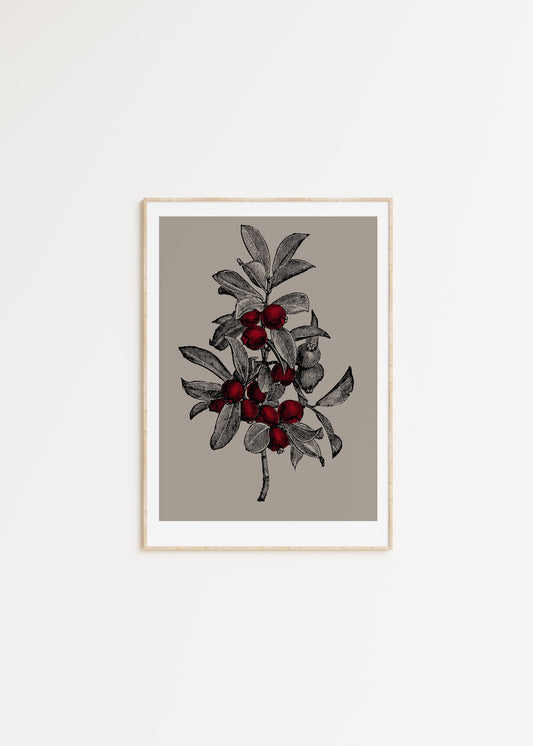 Lingonberry 1